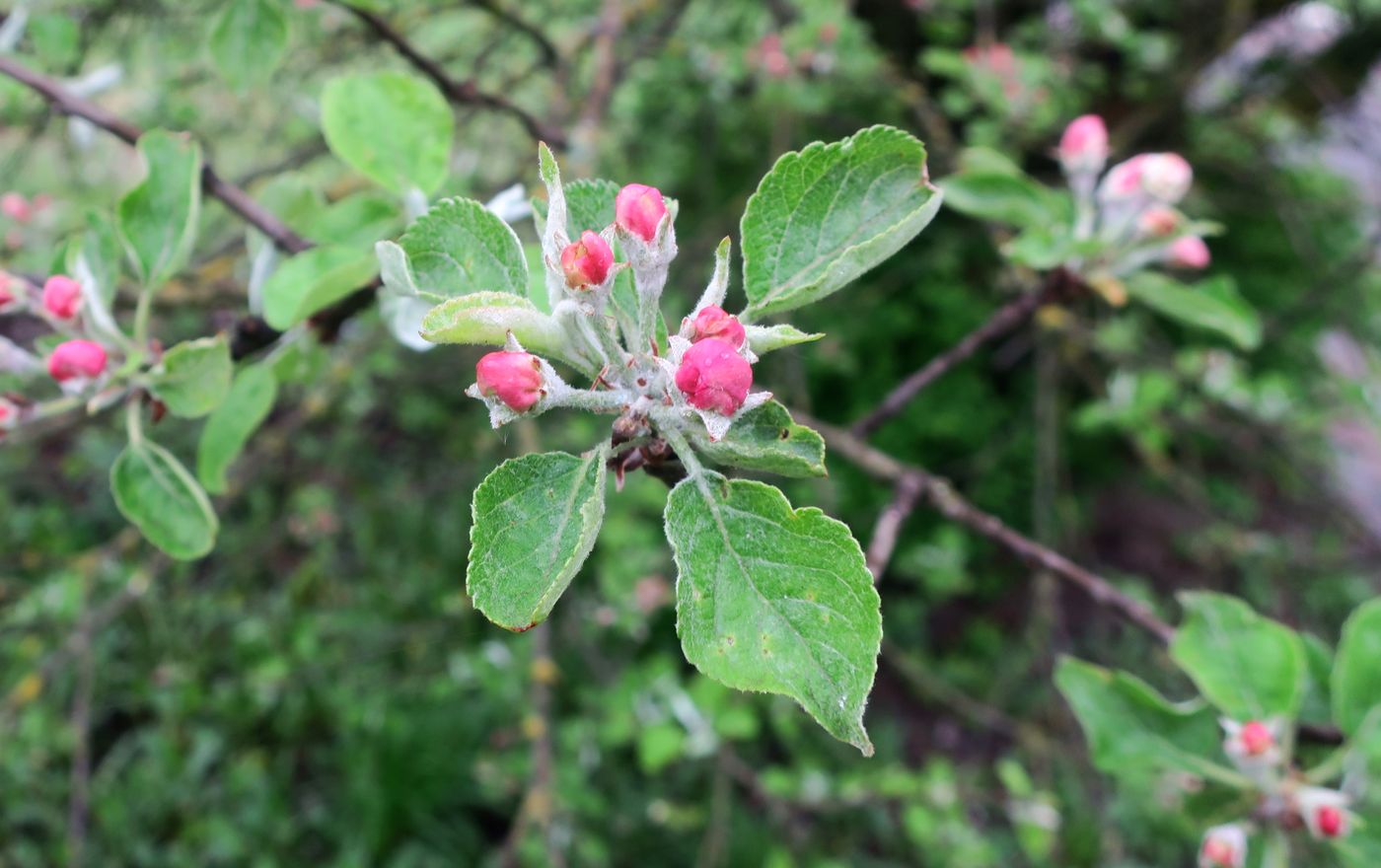 Изображение особи Malus domestica.