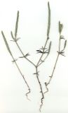 Crucianella angustifolia