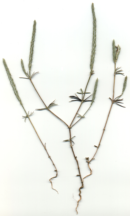 Image of Crucianella angustifolia specimen.