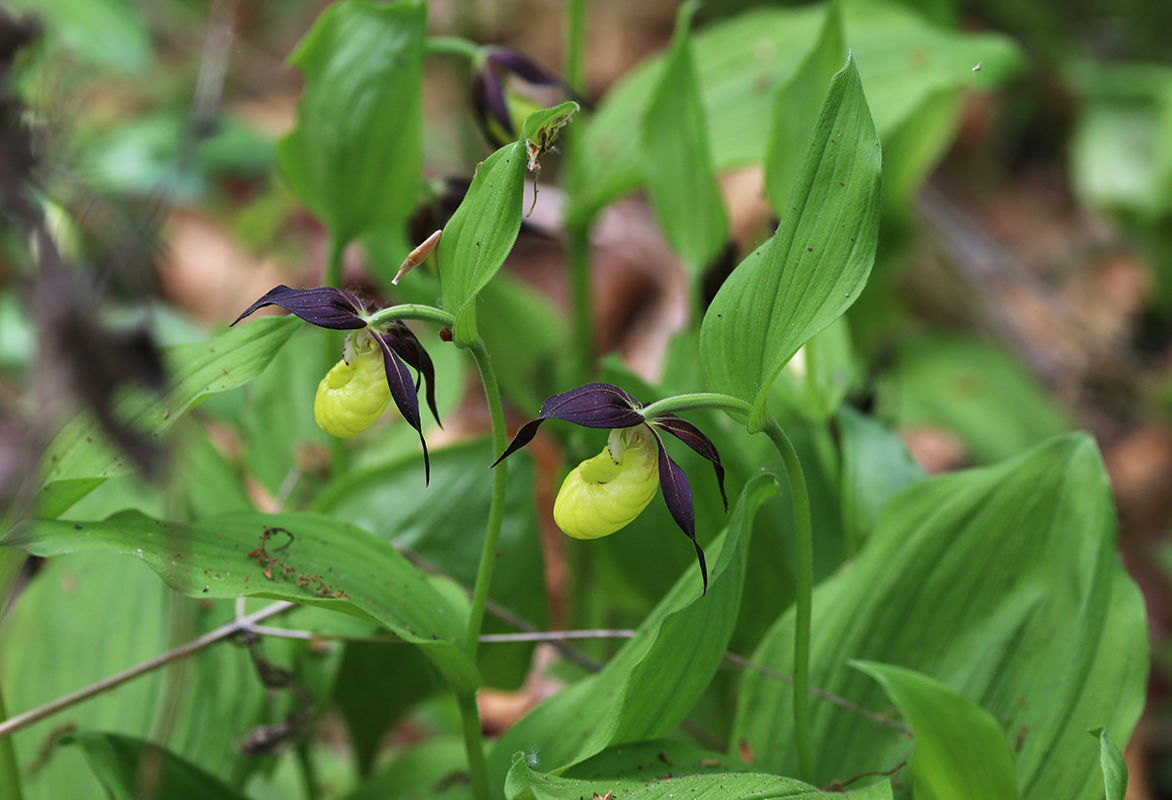 Image of Cypripedium calceolus specimen.