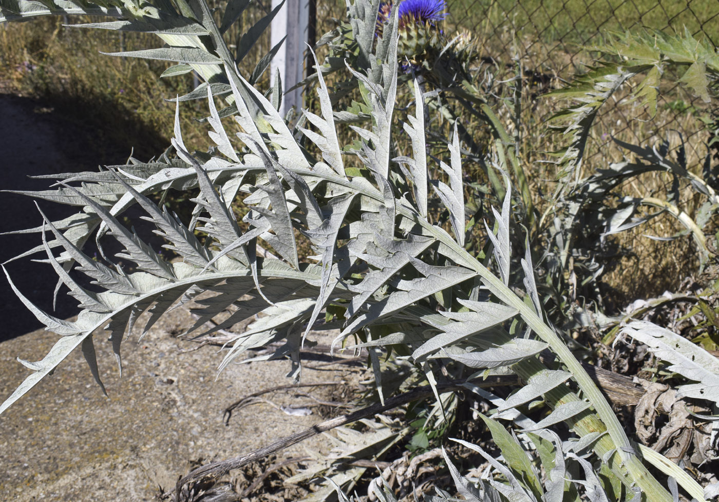 Image of Cynara scolymus specimen.