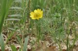 Adonis vernalis