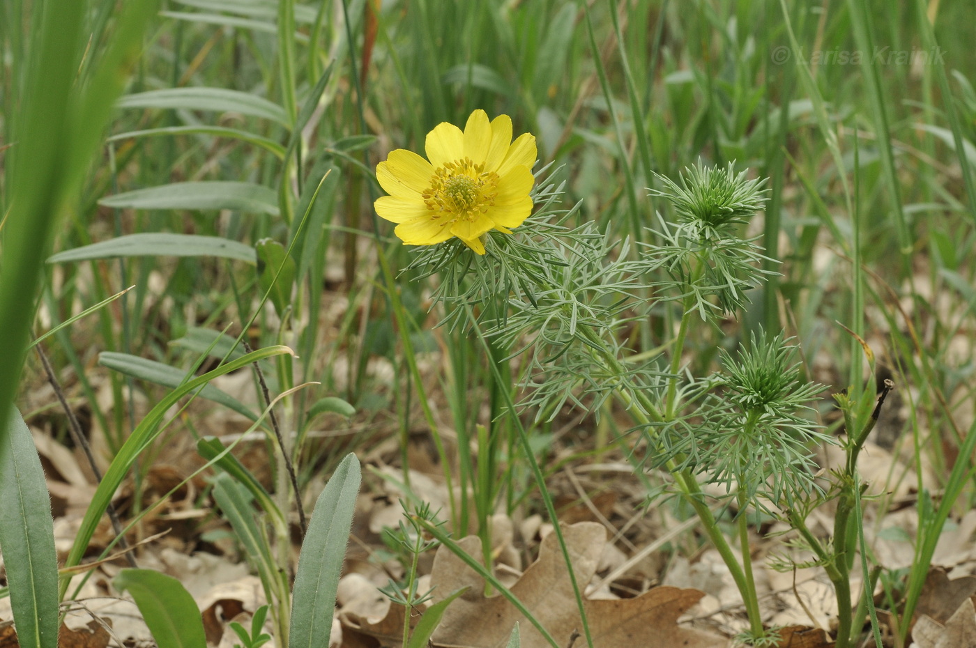 Изображение особи Adonis vernalis.