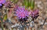 genus Cynara. Соцветие. Португалия, округ Бежа, окр. г. Карвальял, сухой склон. 06.06.2026.