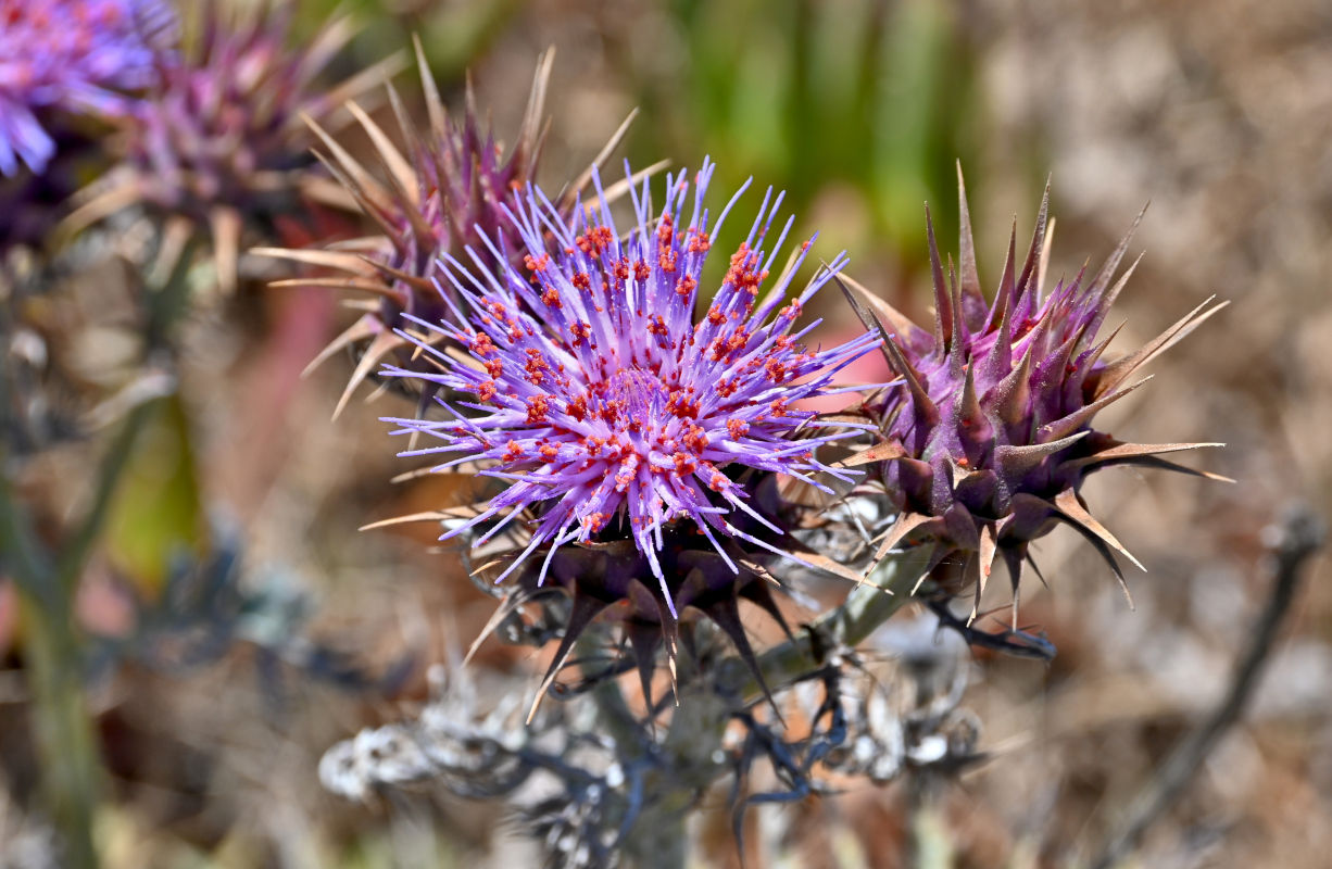 Image of Cynara humilis specimen.