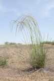 род Stipa