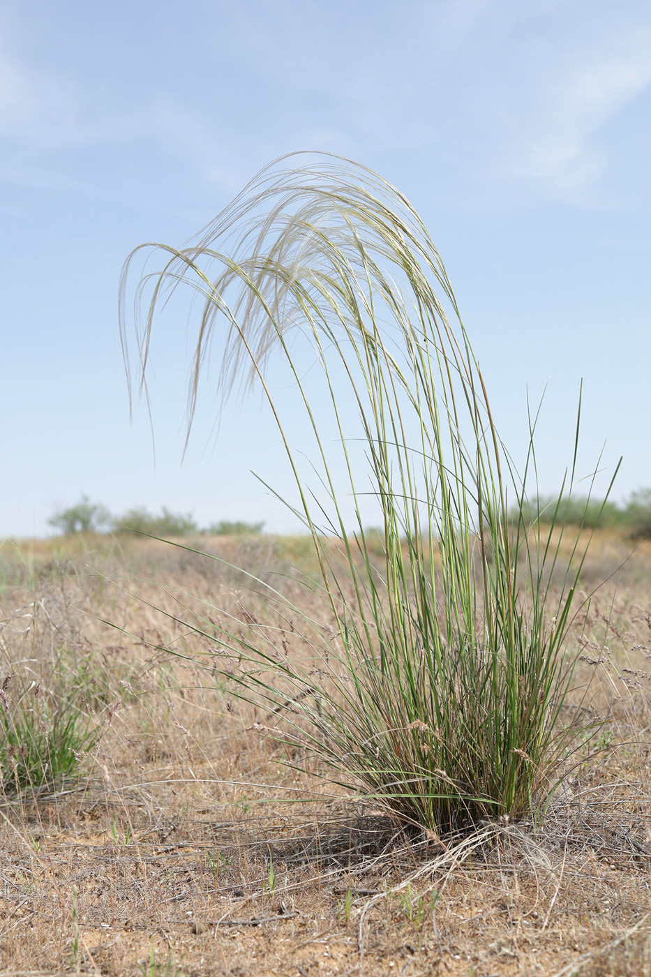 Image of genus Stipa specimen.