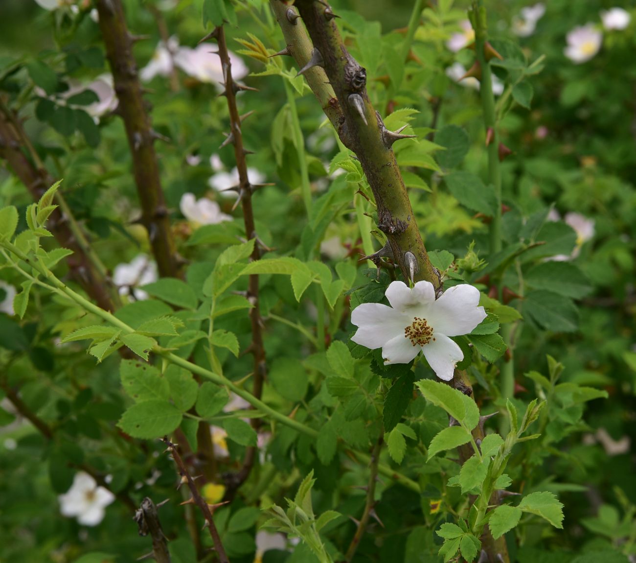 Image of genus Rosa specimen.