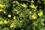 Dasiphora fruticosa. Часть цветущей ветви с кормящимися жуками. Беларусь, Витебская обл., пос. Езерище, лужайка перед домом. 13.07.2026.