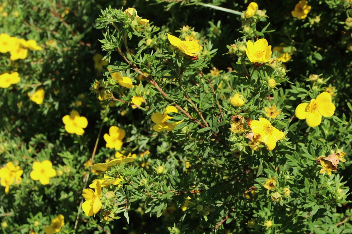 Изображение особи Dasiphora fruticosa.