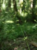 Oplismenus undulatifolius. Соцветие. Краснодарский край, муниципальное образование город-курорт Сочи, Адлерский р-н, Кудепстинский сельский округ, окр. пос. Дубравный, Кудепстинский дендропарк, широколиственный лес. 05.07.2024.