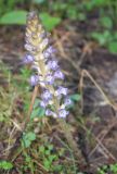 genus Phelipanche. Цветущее растение. Узбекистан, Ташкентская обл., отроги Чаткальского хр., окр. кишлака Учтерак, зона отдыха \"Дустлик\", крутой глинистый склон. 22.06.2026.