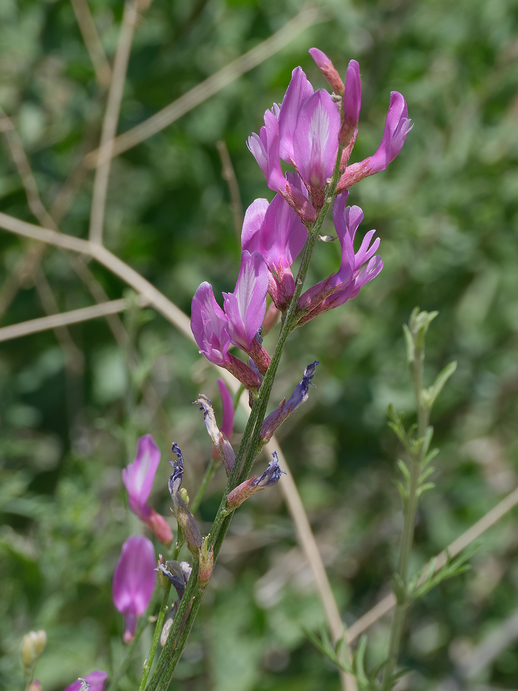 Изображение особи Astragalus intarrensis.
