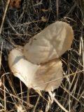 genus Populus. Опавшие листья в осенней окраске. Республика Молдова, муниципалитет Кишинёв, г. Кодру, пустырь. 15 августа 2026 г.