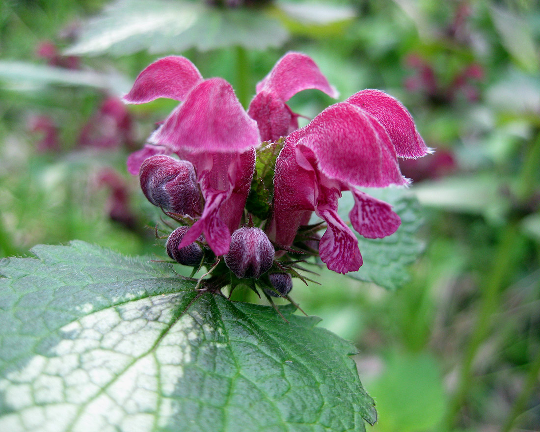 Image of Lamium maculatum specimen.