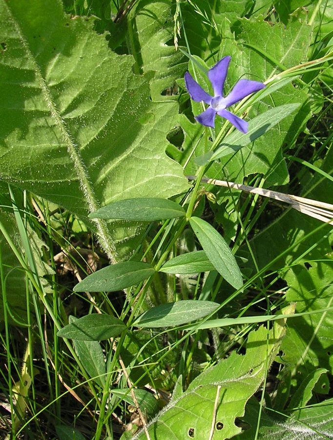 Image of Vinca herbacea specimen.