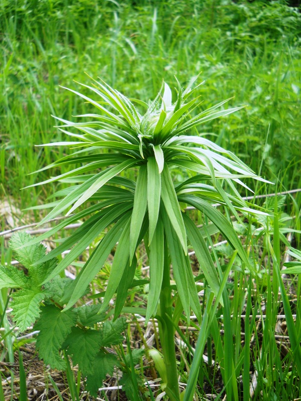 Image of Lilium pilosiusculum specimen.