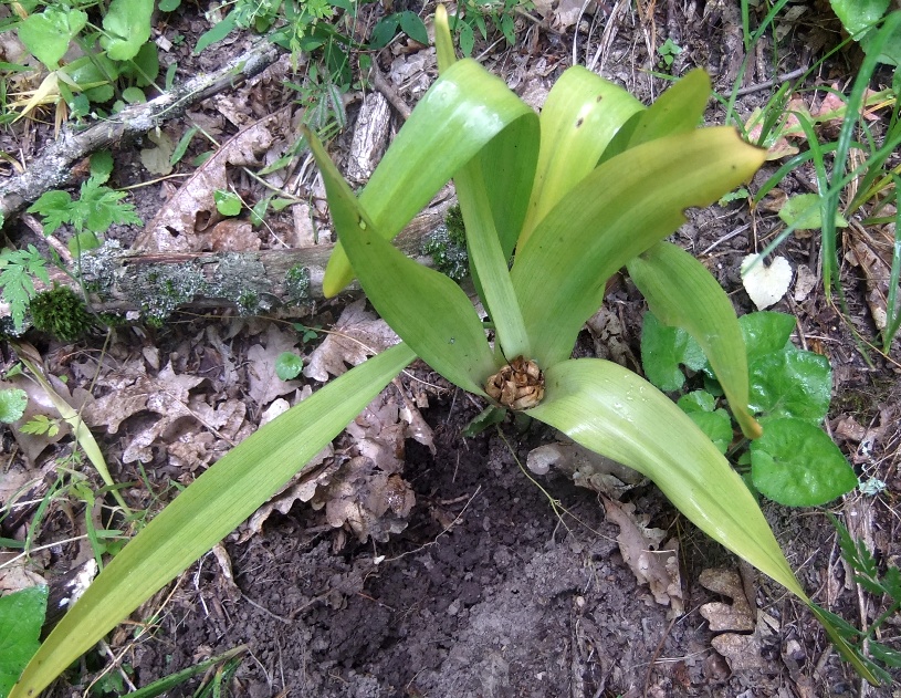 Image of genus Colchicum specimen.