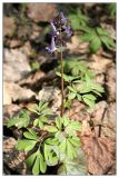 Corydalis solida