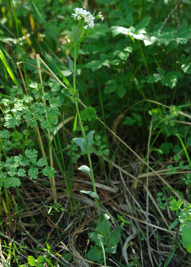 Изображение особи Noccaea ferganensis.