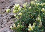 Medicago glutinosa