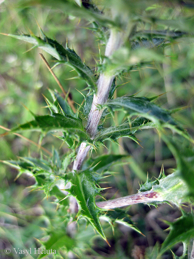 Image of Carlina vulgaris specimen.