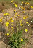 Sonchus arvensis