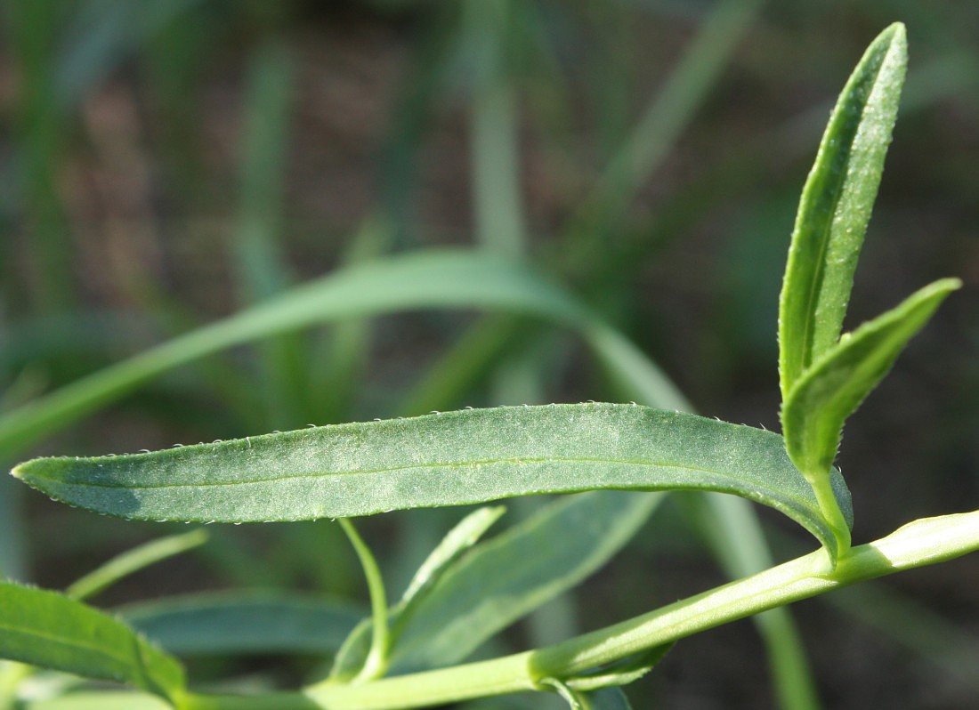 Изображение особи Anchusa gmelinii.