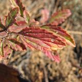 Scrophularia granitica