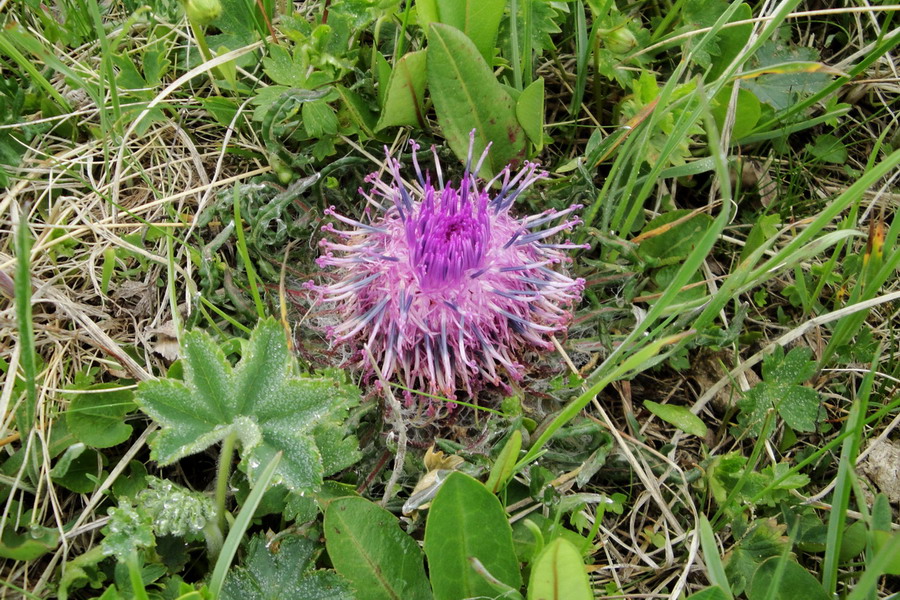 Image of Jurinella subacaulis specimen.