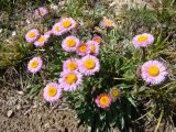 Erigeron allochrous