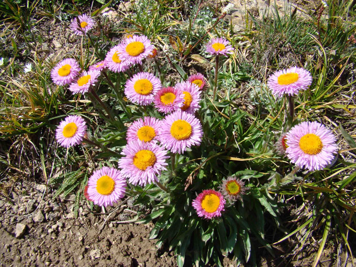 Изображение особи Erigeron allochrous.