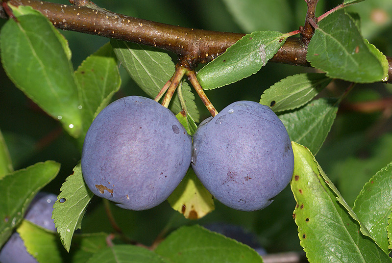 Изображение особи Prunus spinosa.