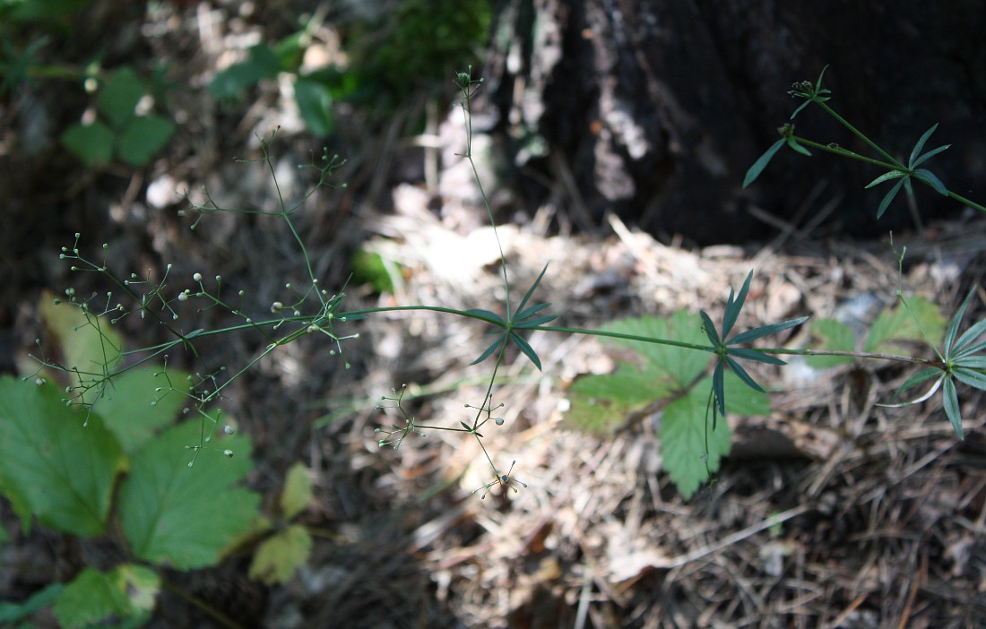 Изображение особи Galium paniculatum.