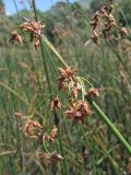 Schoenoplectus lacustris. Верхушка побега с соплодием. Крым, Севастополь, р. Чёрная. 1 августа 2011 г.