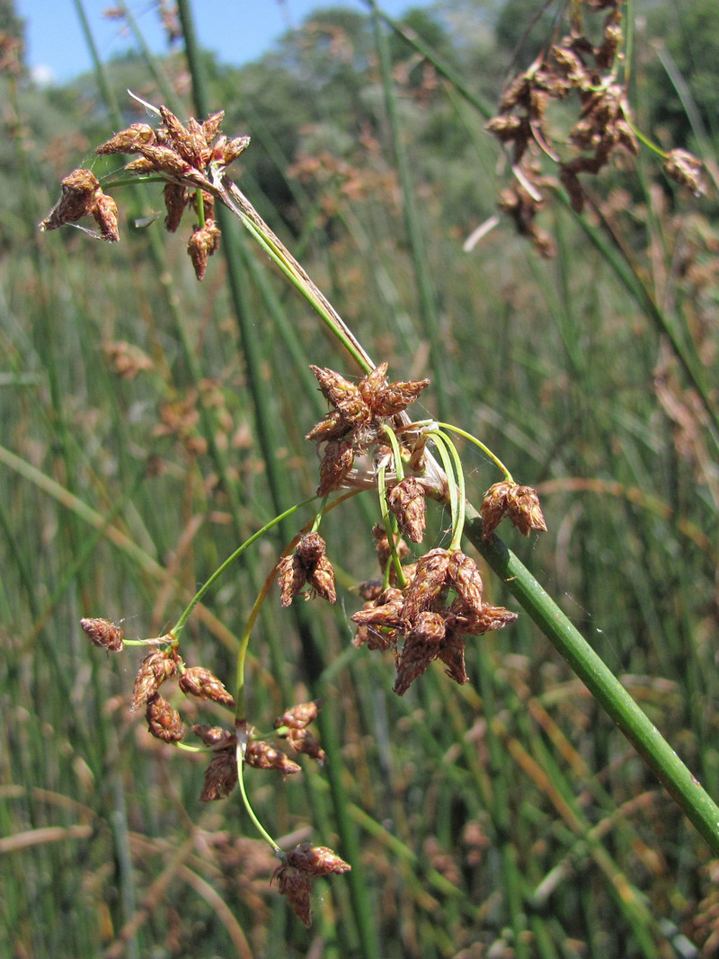 Изображение особи Schoenoplectus lacustris.