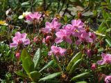 Rhododendron redowskianum. Цветущее растение. Забайкалье, хребет Кодар. 23.07.2007.