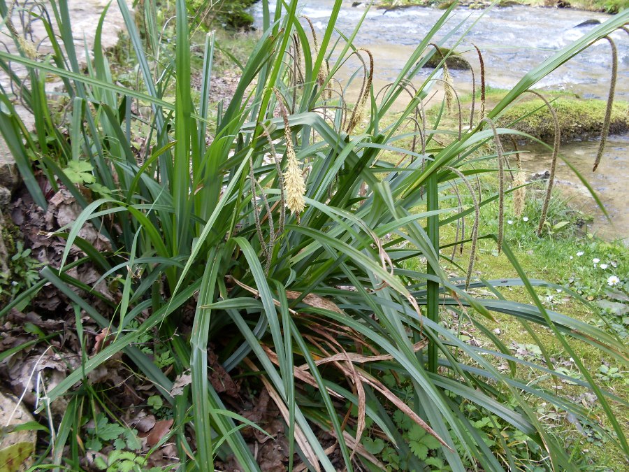 Изображение особи Carex pendula.