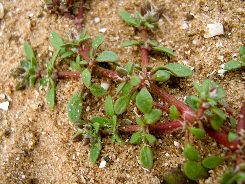 Image of Polycarpon succulentum specimen.