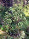 Angelica sylvestris. Верхушка плодоносящего растения. Свердловская обл., окр. г. Североуральск, южная окраина Колонгинского водохранилища, болото. 14.08.2011.