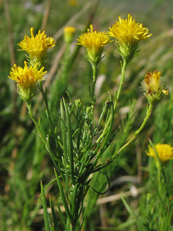 Изображение особи Galatella linosyris.