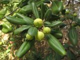 Pittosporum tobira. Верхушка побега с плодами. Испания, Каталония, провинция Girona, Costa Brava, Blanes, ботанический сад \"Marimurtra\", в культуре. 27 октября 2008 г.