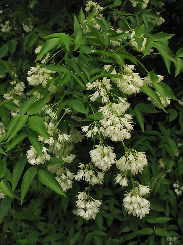 Image of Staphylea pinnata specimen.