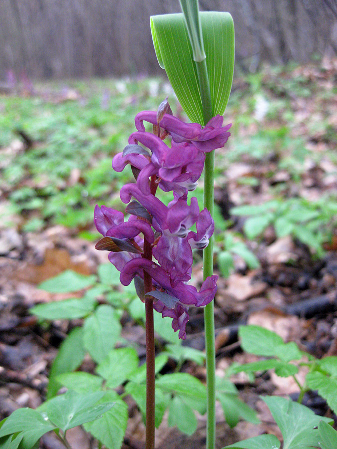 Image of Corydalis cava specimen.