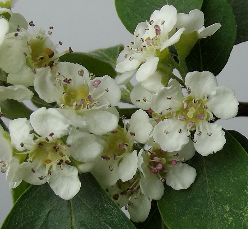 Image of genus Cotoneaster specimen.