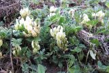 Astragalus resupinatus. Цветущее растение. Карачаево-Черкесия, Зеленчукский р-н, ущелье р. Марка. 06.05.2012.