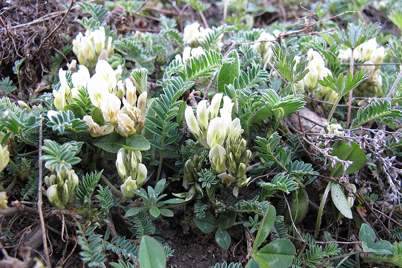 Изображение особи Astragalus resupinatus.