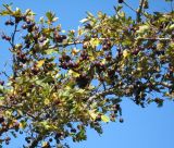 род Crataegus