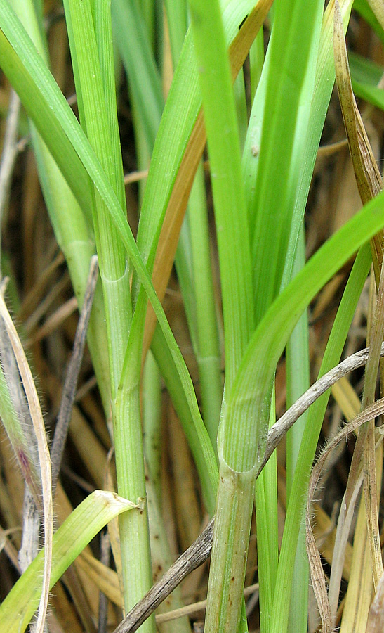 Изображение особи Carex otrubae.