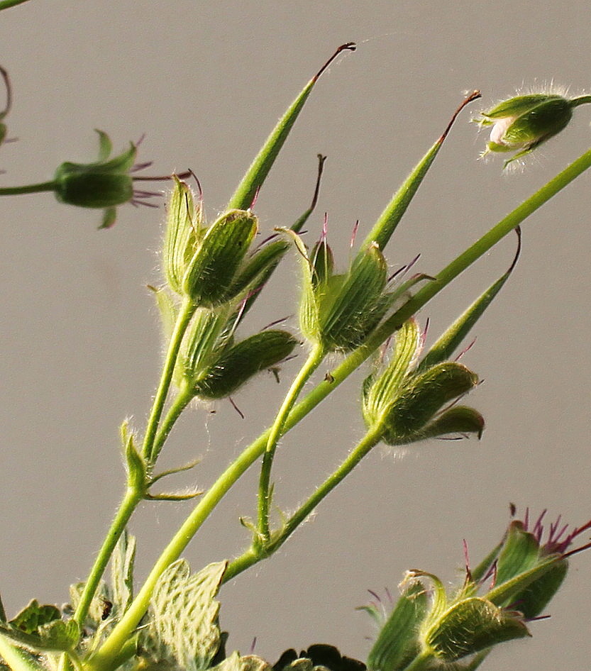 Изображение особи Geranium renardii.